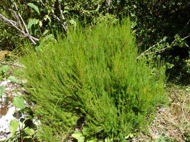 Arbrisseau
    qui peut atteindre 2 mètres. Agrandir dans une nouvelle fenêtre (ou onglet)